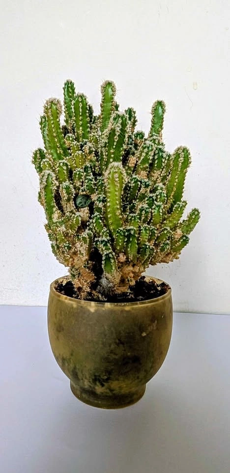 Healthy Indoor Fairy Castle Cactus (Acanthocereus tetragonus)
