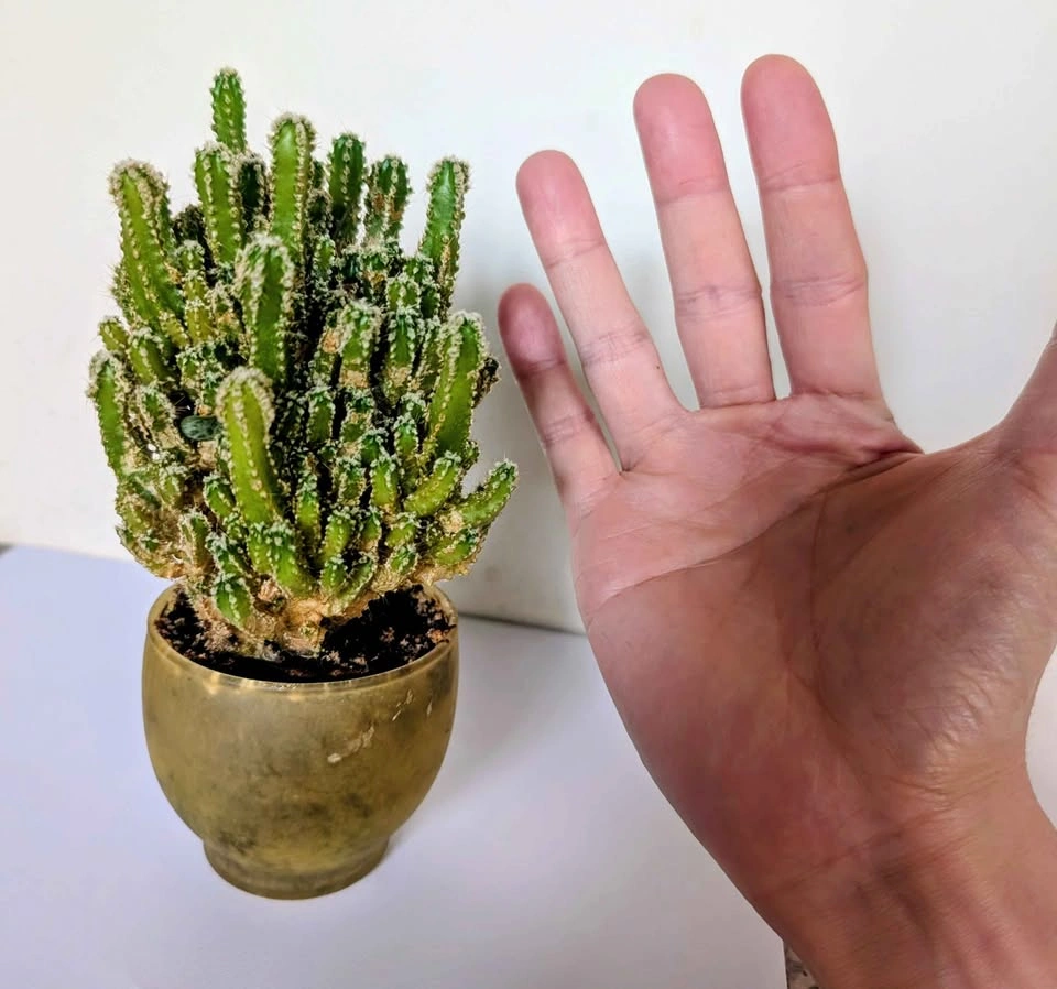Healthy Indoor Fairy Castle Cactus (Acanthocereus tetragonus) - photo 2
