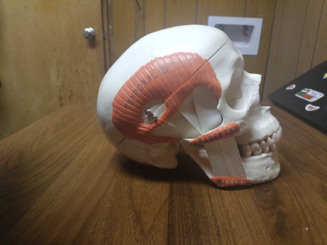 A24 Functional TMJ Human Skull Model with Mastication Muscles - photo 2