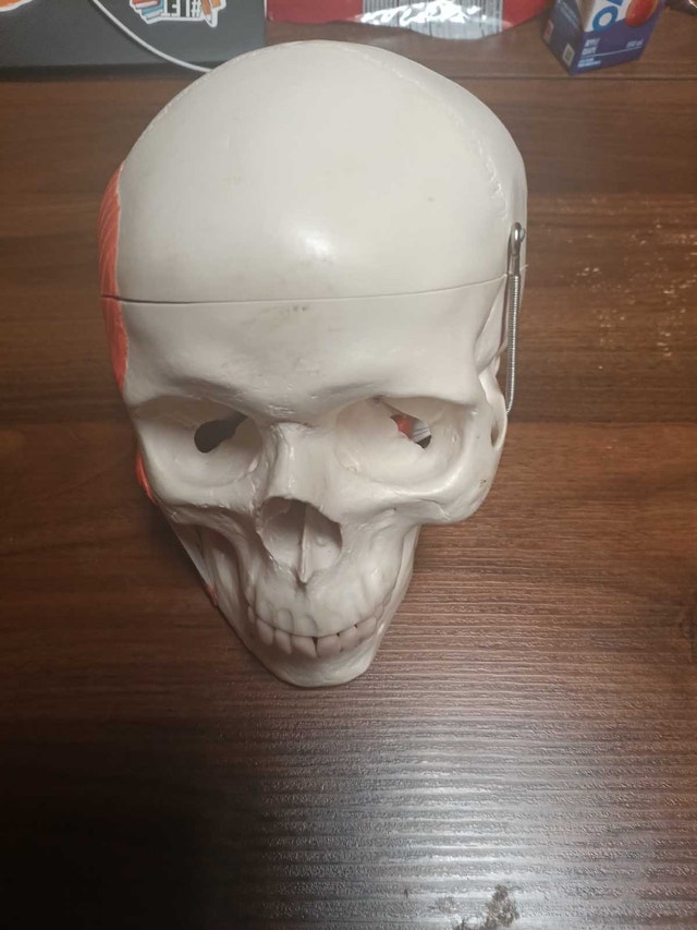 A24 Functional TMJ Human Skull Model with Mastication Muscles - photo 4