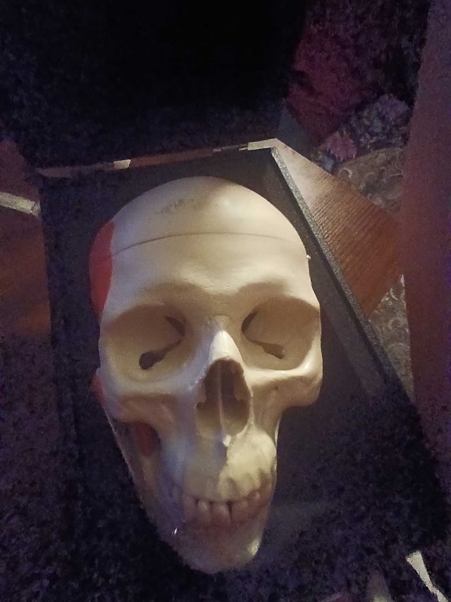 A24 Functional TMJ Human Skull Model with Mastication Muscles - photo 5
