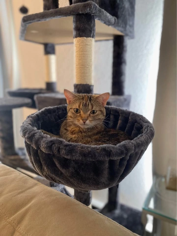Smoky Grey XXL Multi-Level Cat Tree - photo 2