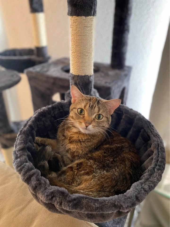 Smoky Grey XXL Multi-Level Cat Tree - photo 3