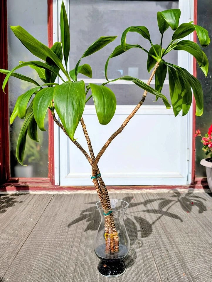 Hawaiian Ti Cuttings in Glass Vase with Black Rocks