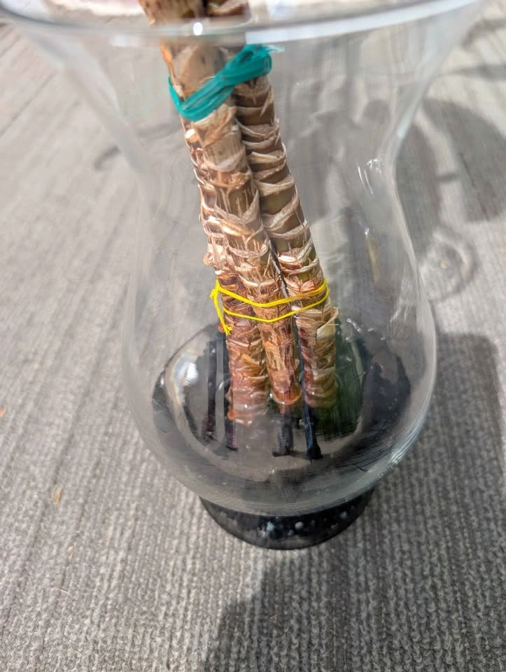 Hawaiian Ti Cuttings in Glass Vase with Black Rocks - photo 3