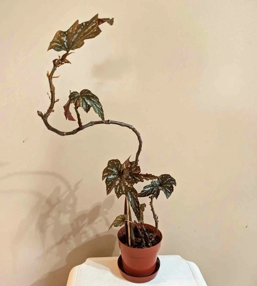 16" Tall Angel Wing Begonia (Begonia hybrids)