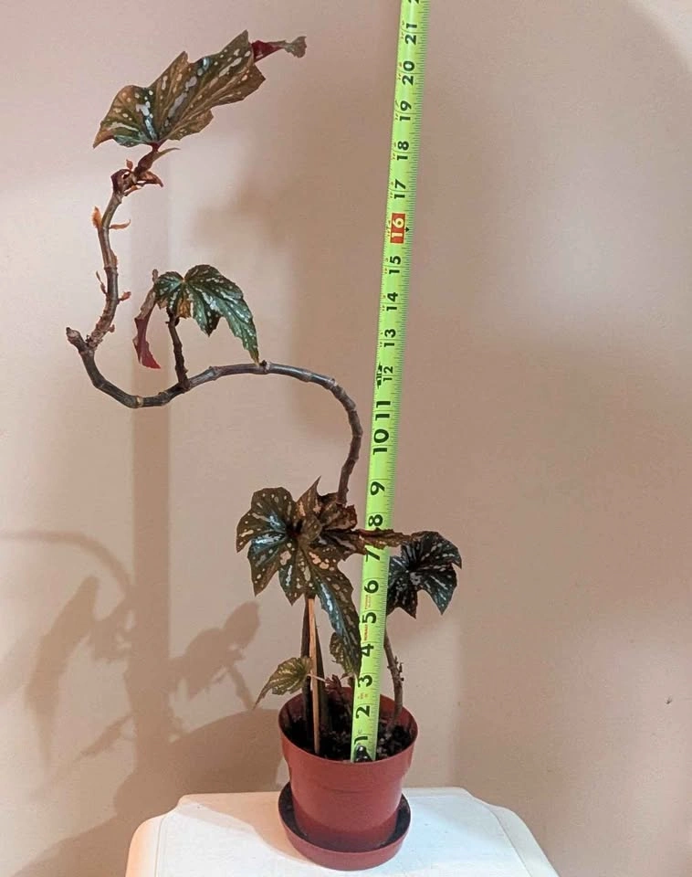 16" Tall Angel Wing Begonia (Begonia hybrids) - photo 2