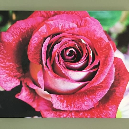 ROSE, FLOWER CANVAS, wood frame 16 x 20 inch