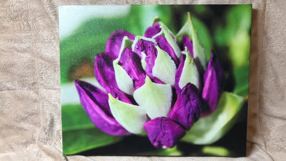 Purple Rhododendron Flower Canvas Art 8x10 Framed Photo