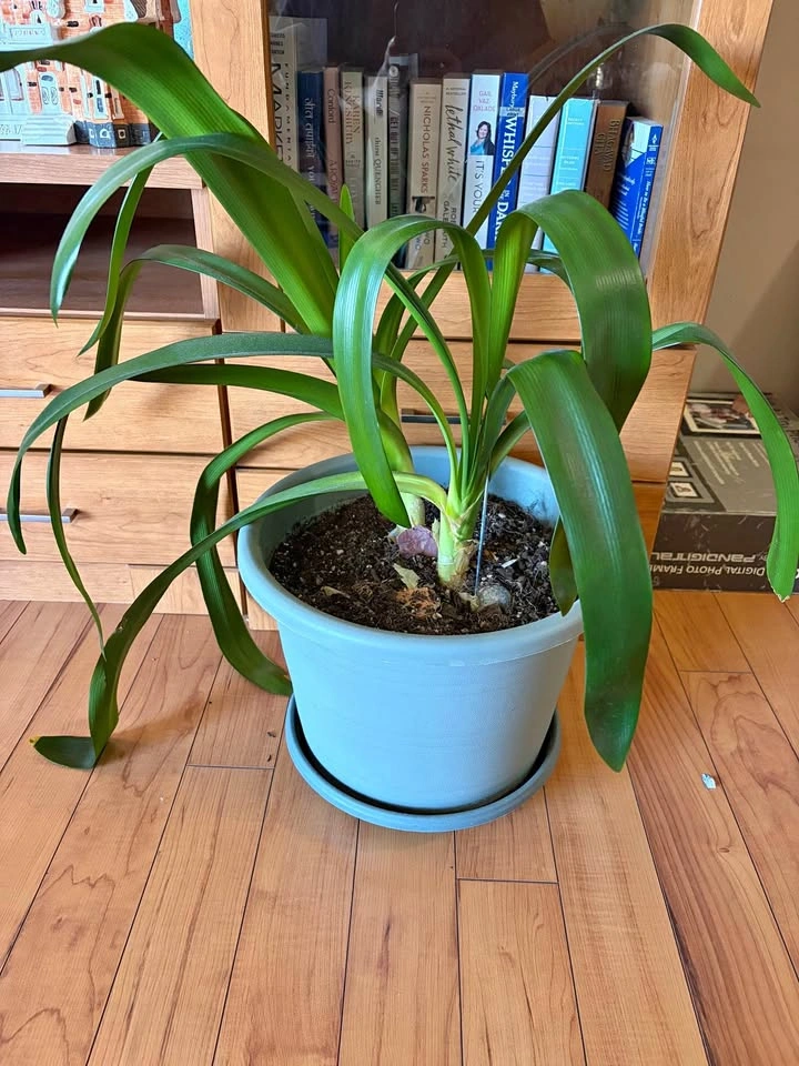 Amaryllis Plant in 14 inch Blue Pot