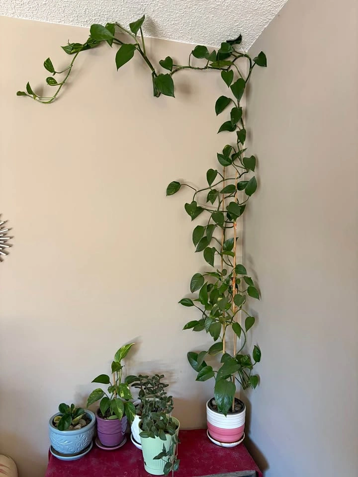 Golden Pothos Houseplant long