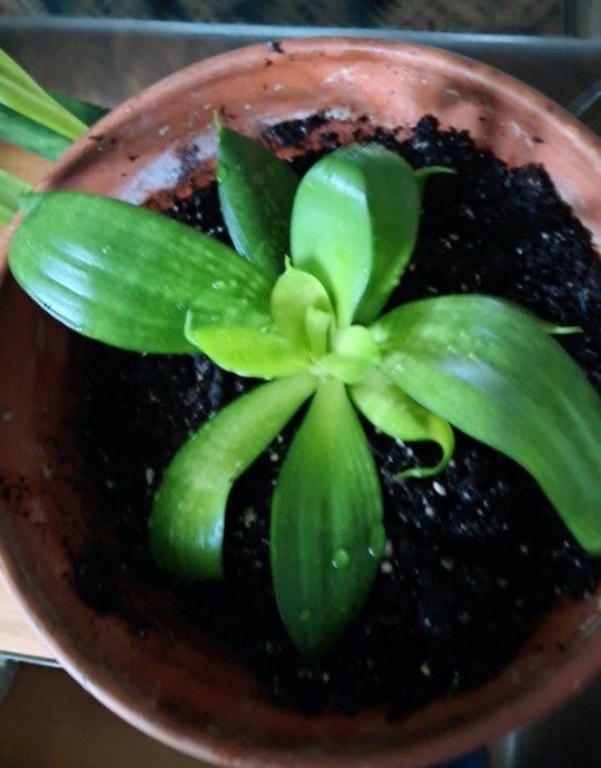 Succulent plant