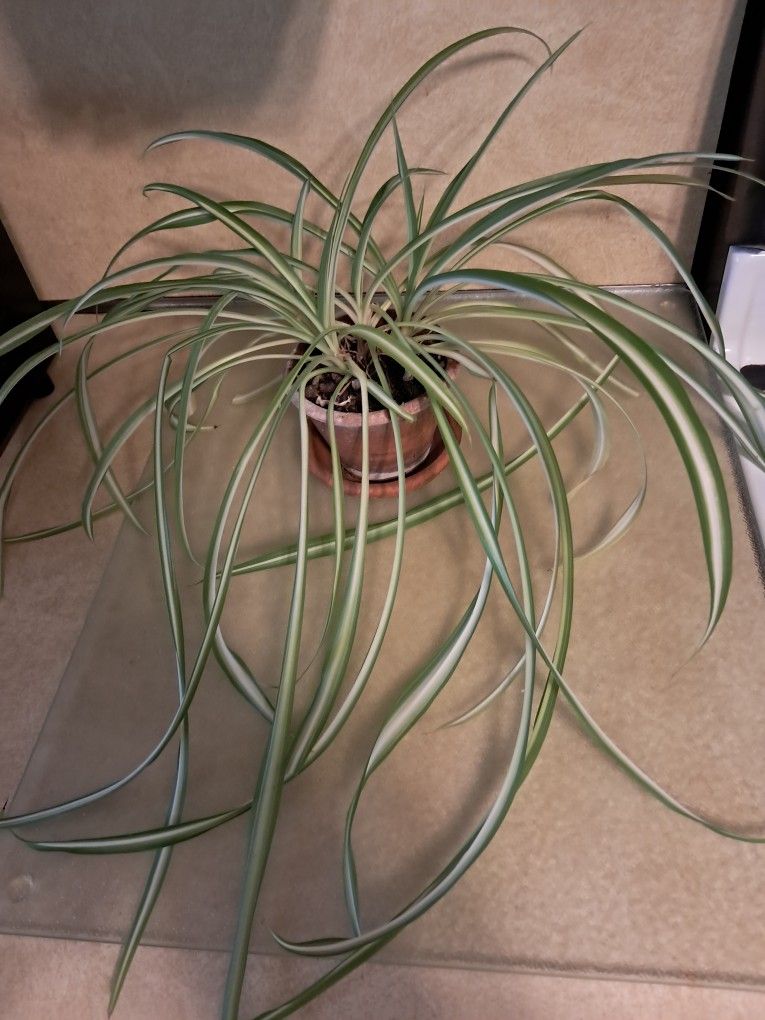 Spider plant