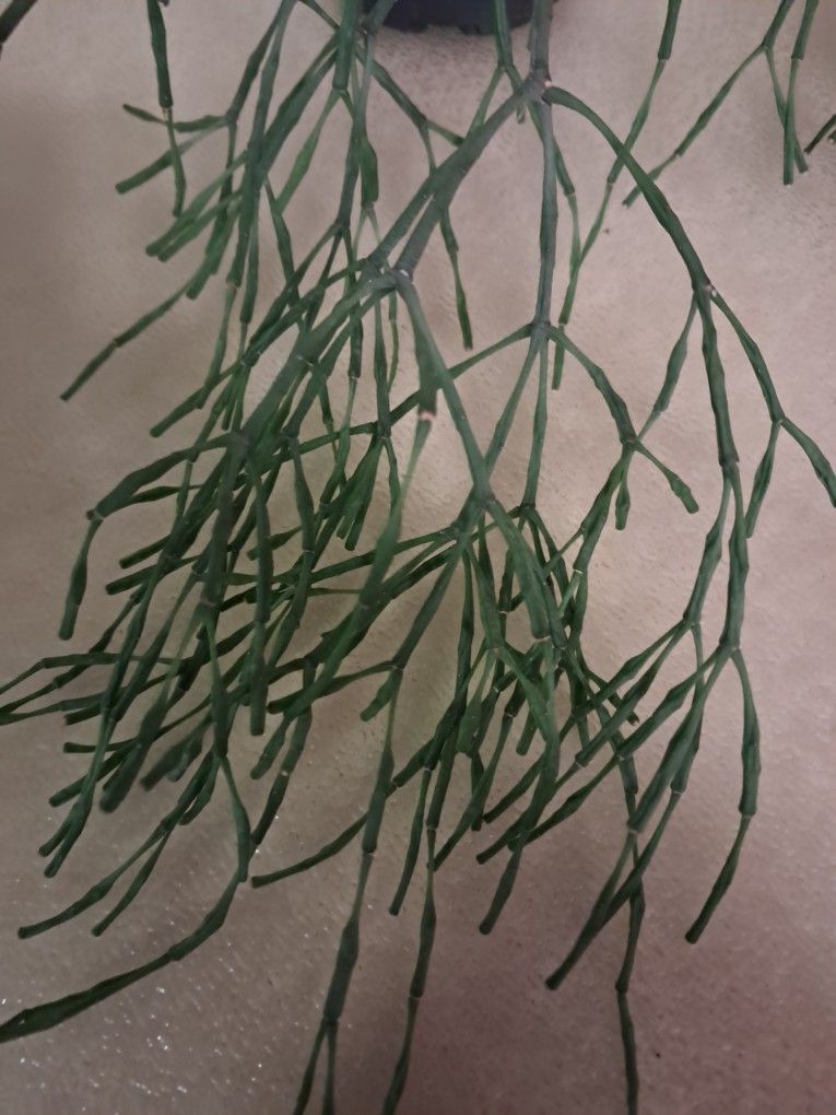 Pencil cactus - photo 3
