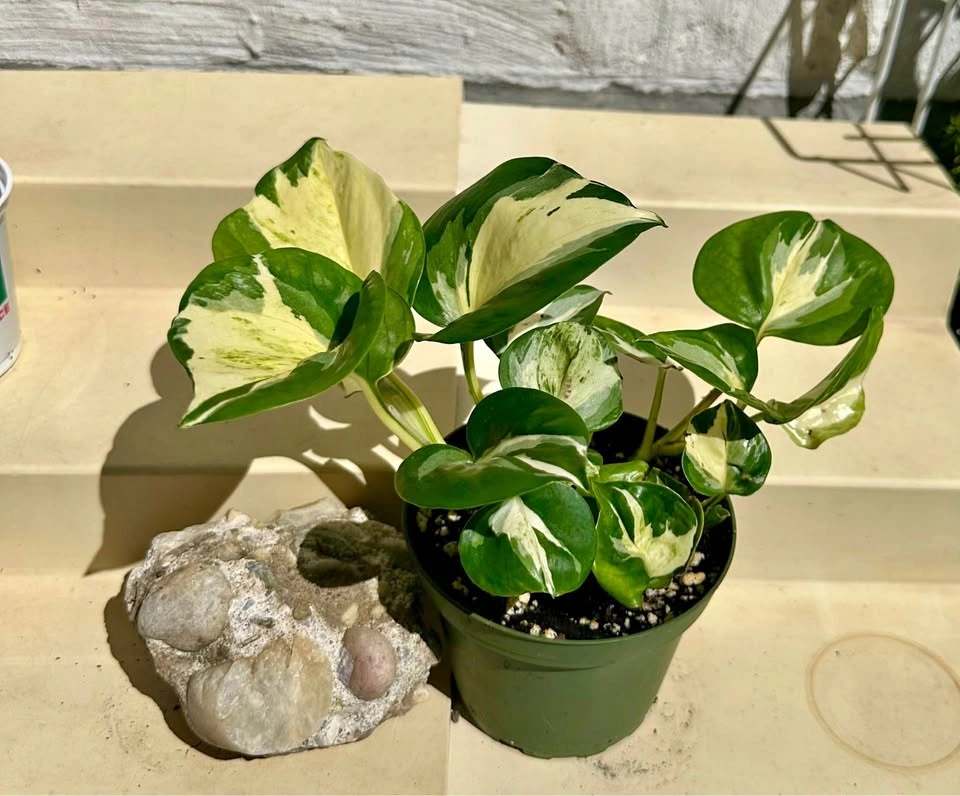 🌿Manjula Pothos – Stunning Variegated Houseplant!🌿