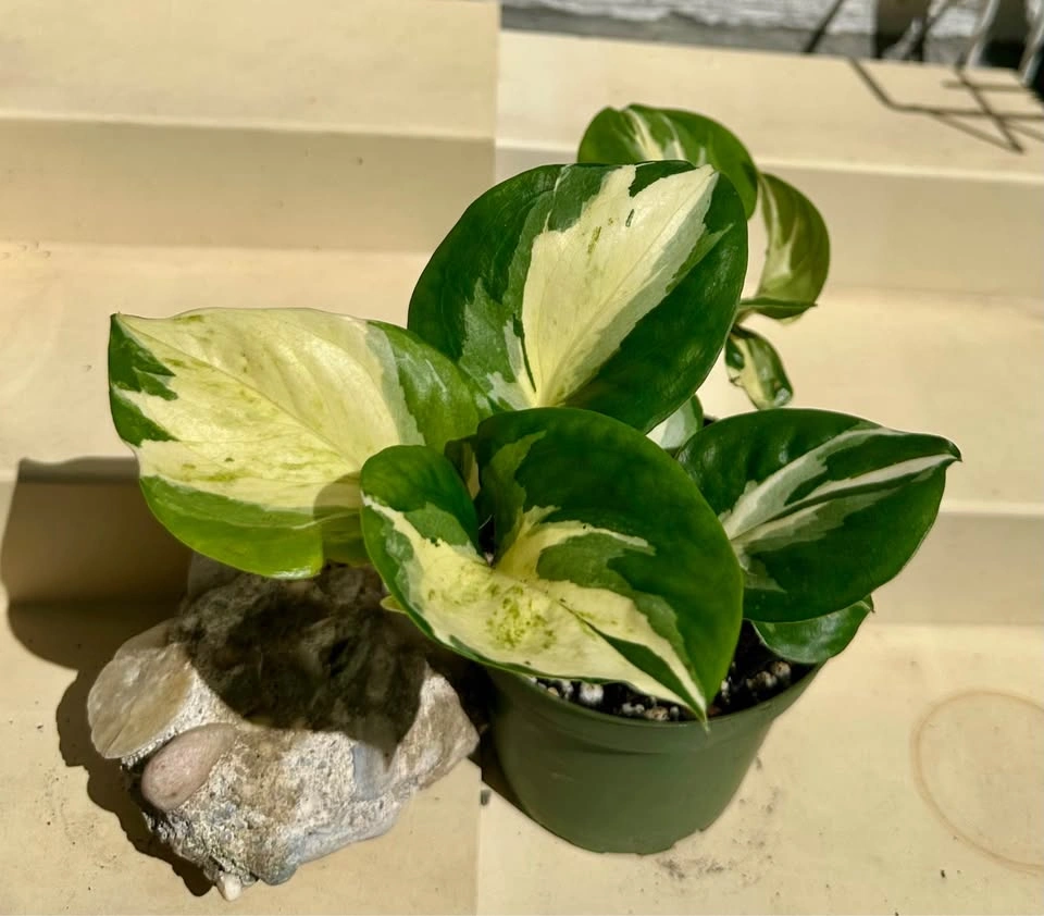 🌿Manjula Pothos – Stunning Variegated Houseplant!🌿 - photo 2