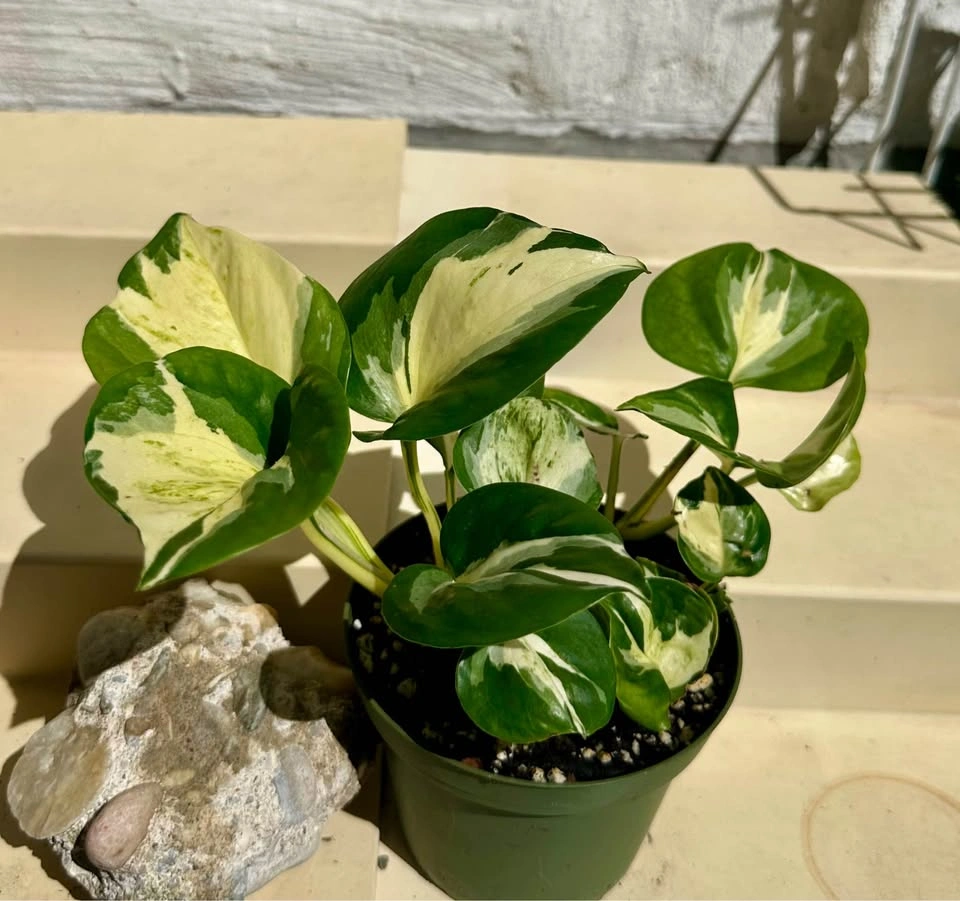 🌿Manjula Pothos – Stunning Variegated Houseplant!🌿 - photo 3