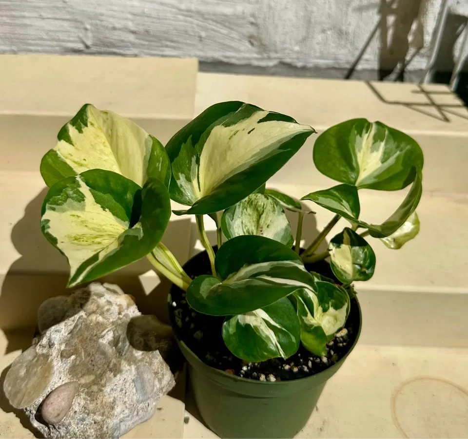 🌿Manjula Pothos – Stunning Variegated Houseplant!🌿 - photo 3