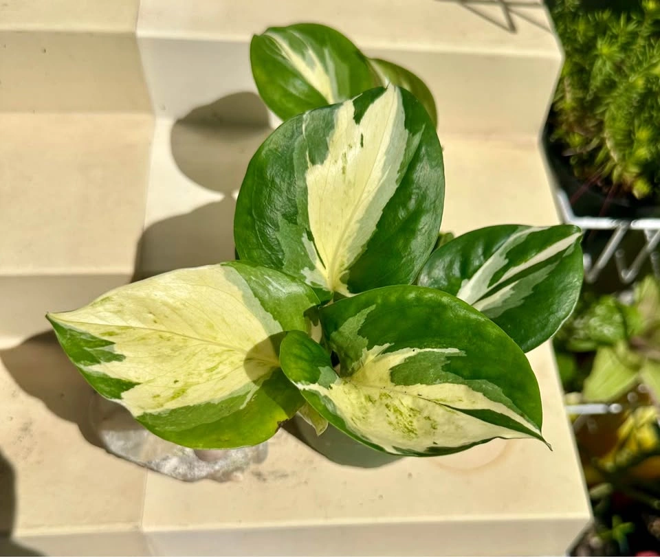🌿Manjula Pothos – Stunning Variegated Houseplant!🌿 - photo 4