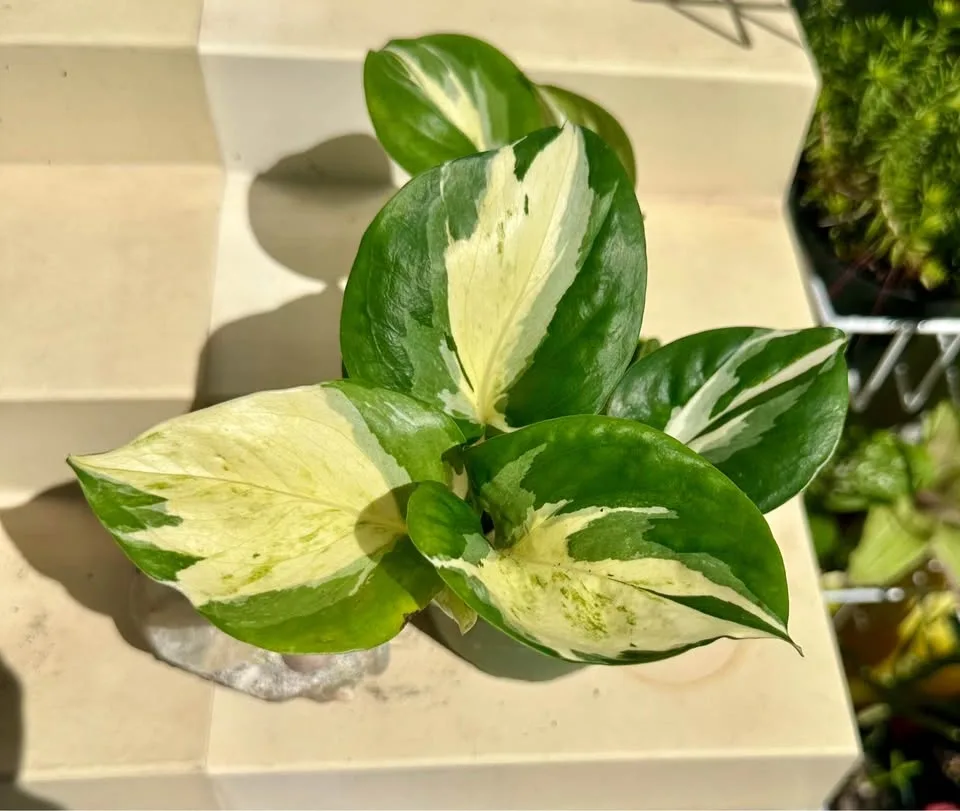 🌿Manjula Pothos – Stunning Variegated Houseplant!🌿 - photo 4