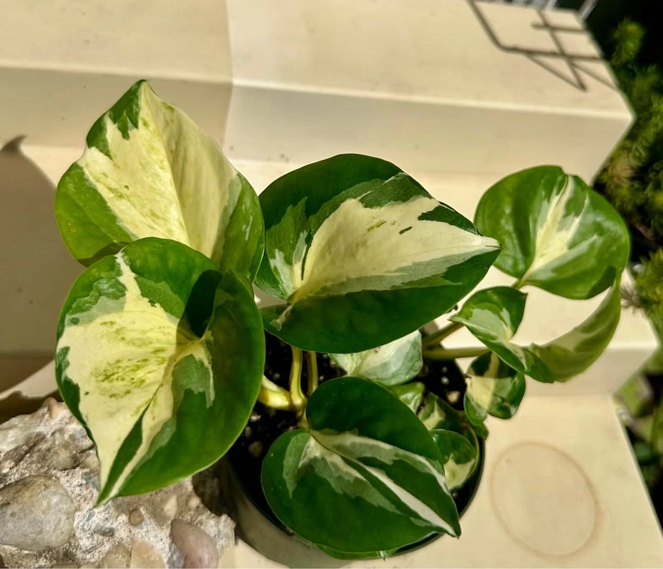 🌿Manjula Pothos – Stunning Variegated Houseplant!🌿 - photo 5