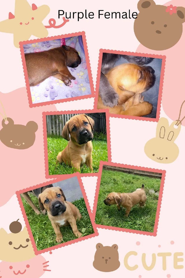 Cane Corso Puppies Available Now for Adoption