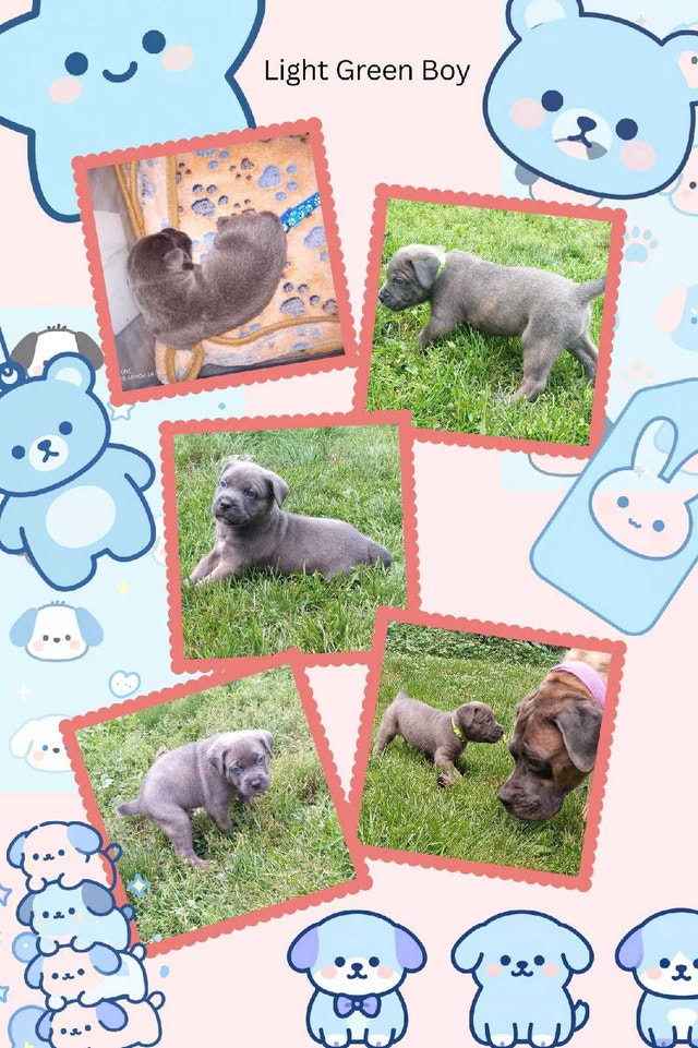 Cane Corso Puppies Available Now for Adoption - photo 2