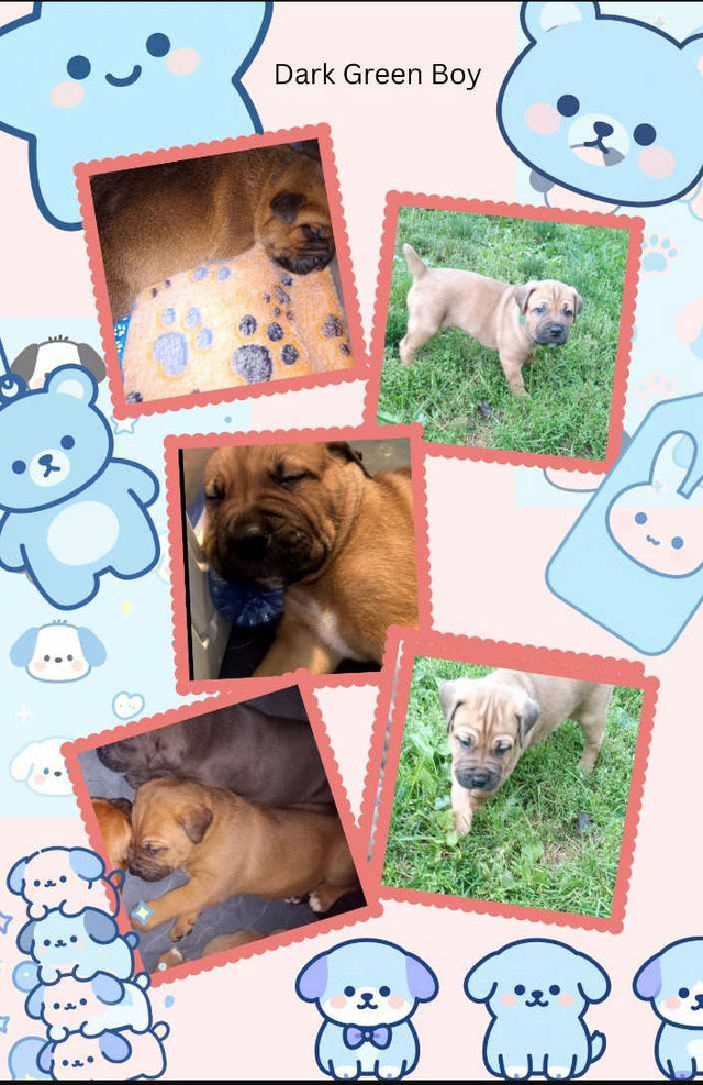 Cane Corso Puppies Available Now for Adoption - photo 3