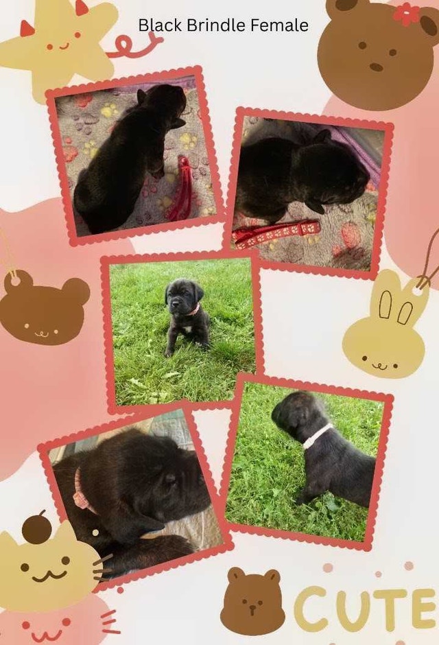 Cane Corso Puppies Available Now for Adoption - photo 4