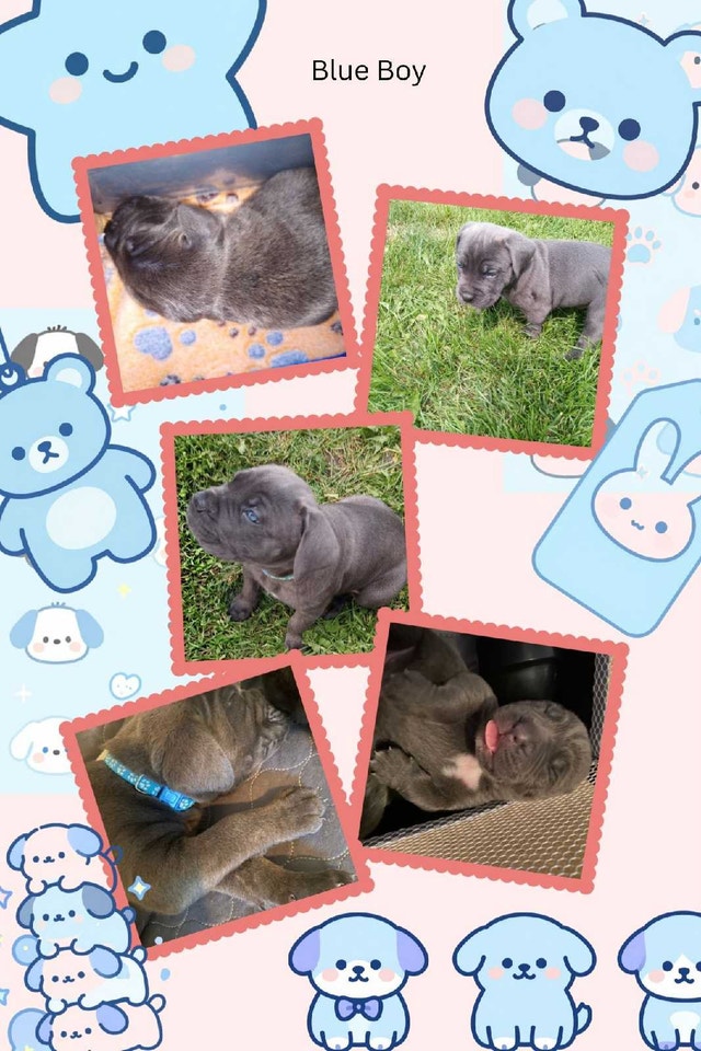 Cane Corso Puppies Available Now for Adoption - photo 5