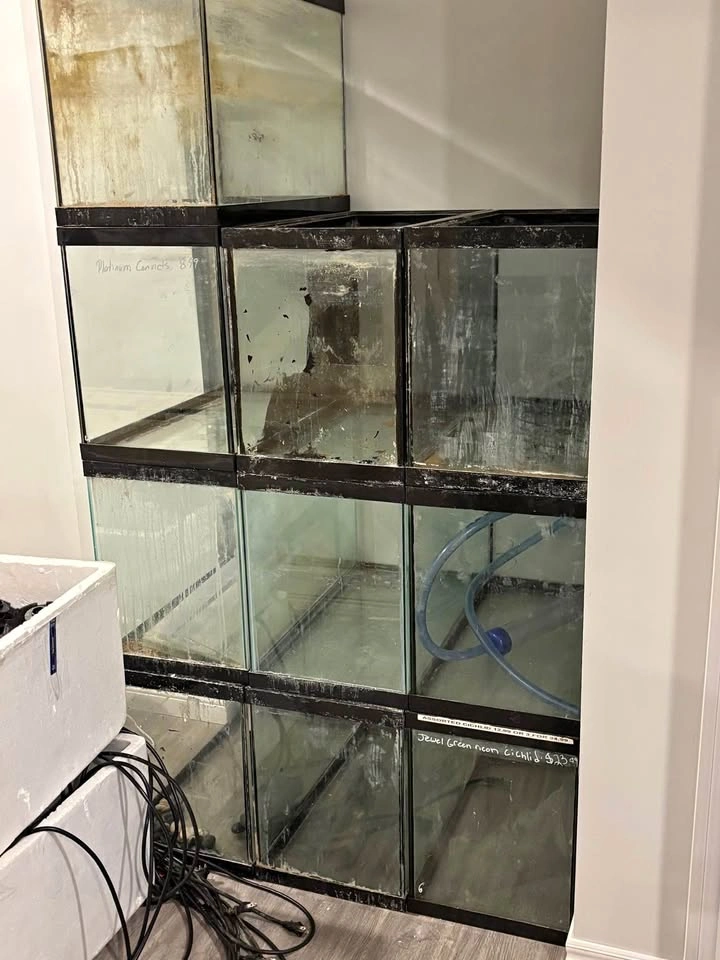20g tanks