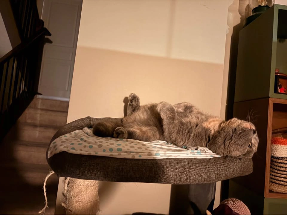 Costco Cat Tree - photo 3