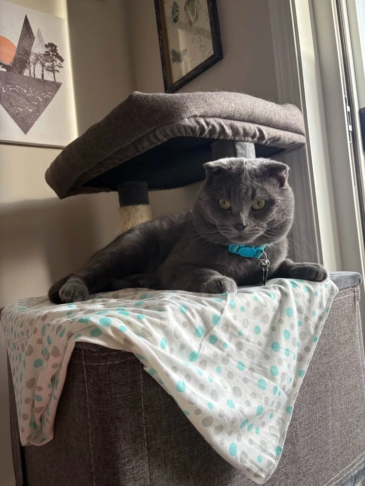Costco Cat Tree - photo 4