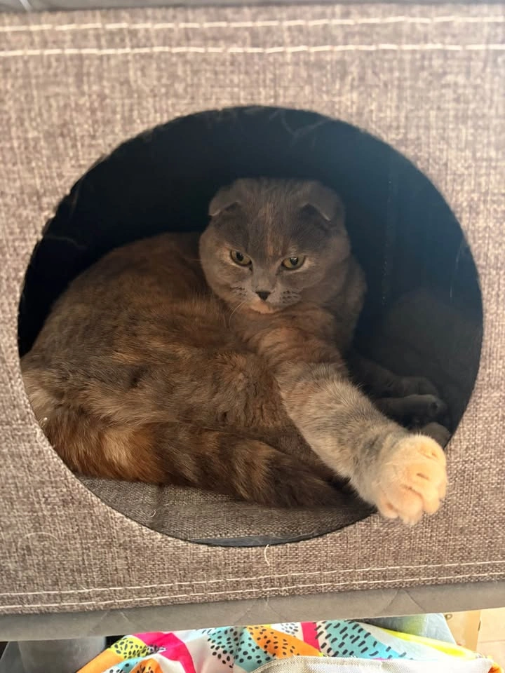 Costco Cat Tree - photo 5