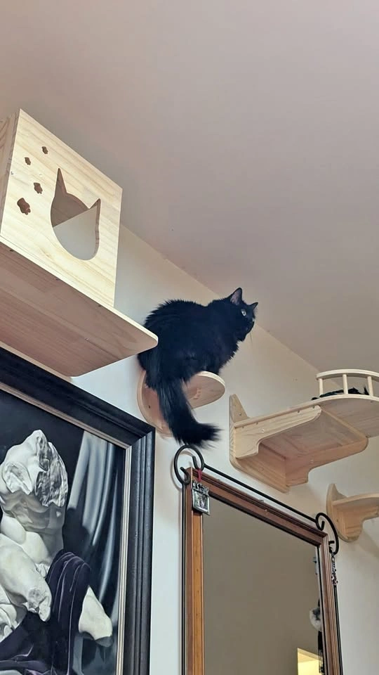 Wooden Cat Shelves and Scratching Posts