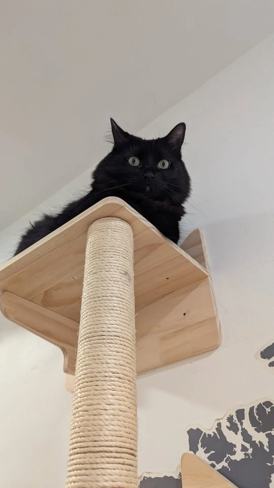 Wooden Cat Shelves and Scratching Posts - photo 2
