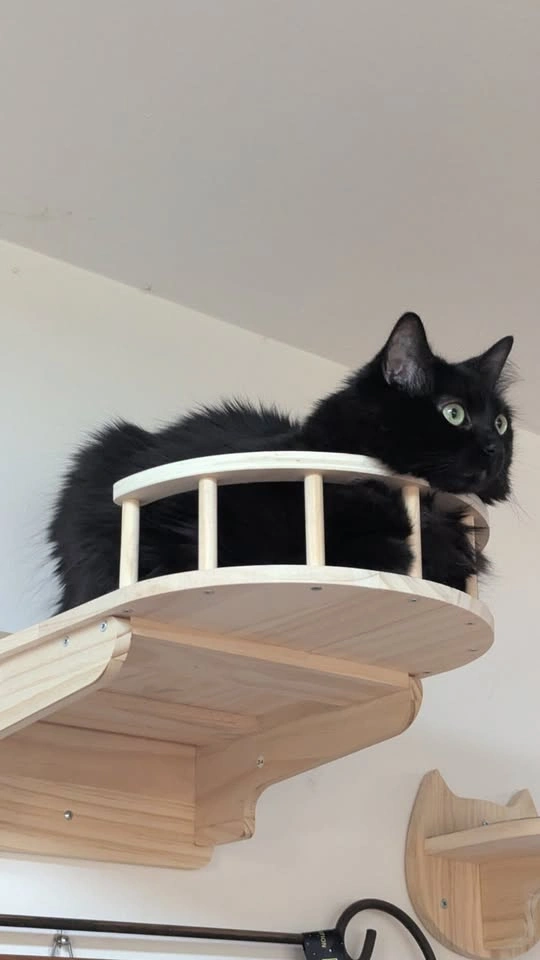 Wooden Cat Shelves and Scratching Posts - photo 3