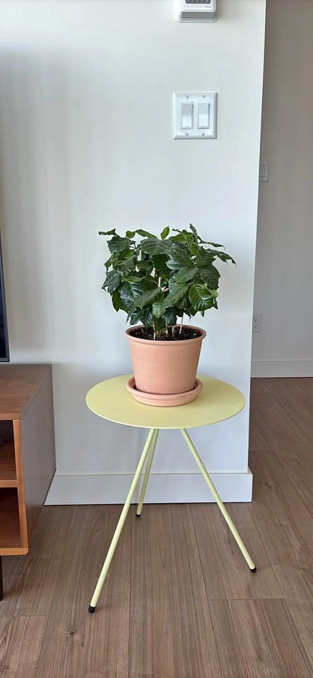 Coffee Plant in Terracotta Pot