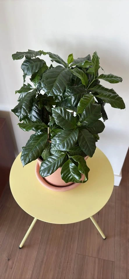 Coffee Plant in Terracotta Pot - photo 2