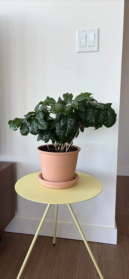Coffee Plant in Terracotta Pot - photo 3