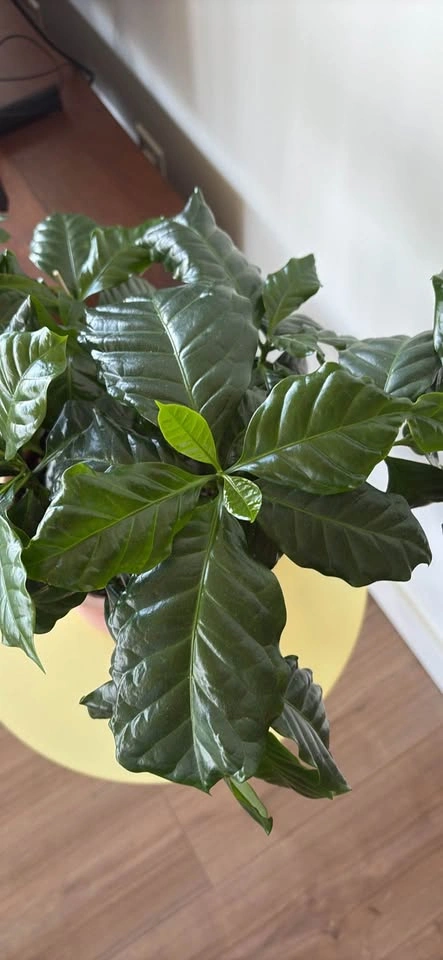 Coffee Plant in Terracotta Pot - photo 4