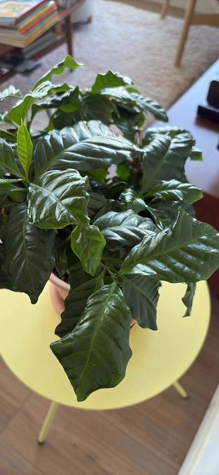 Coffee Plant in Terracotta Pot - photo 5