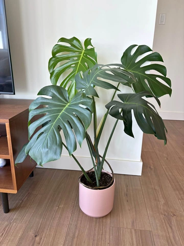 Monstera Deliciosa with Pink Pot