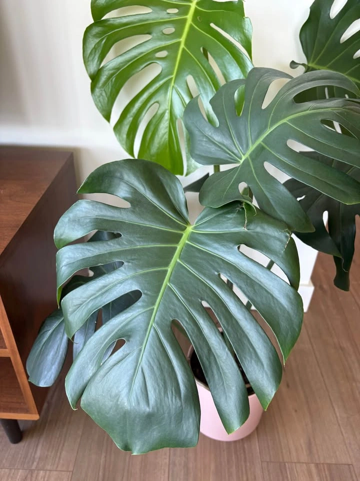 Monstera Deliciosa with Pink Pot - photo 2