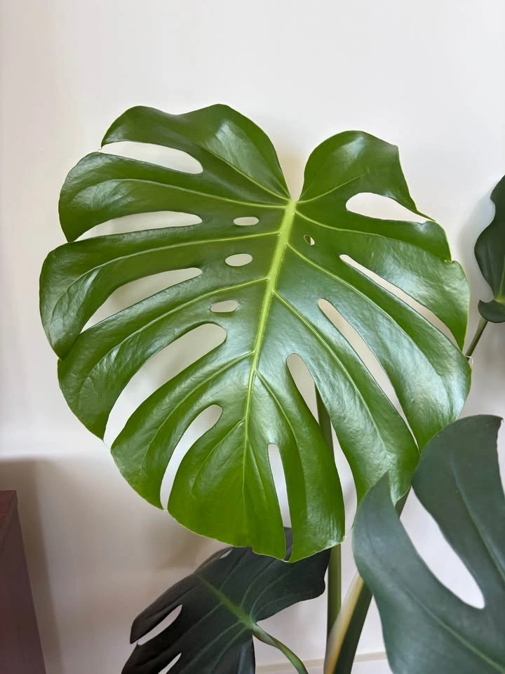 Monstera Deliciosa with Pink Pot - photo 3