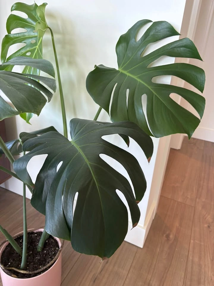 Monstera Deliciosa with Pink Pot - photo 4