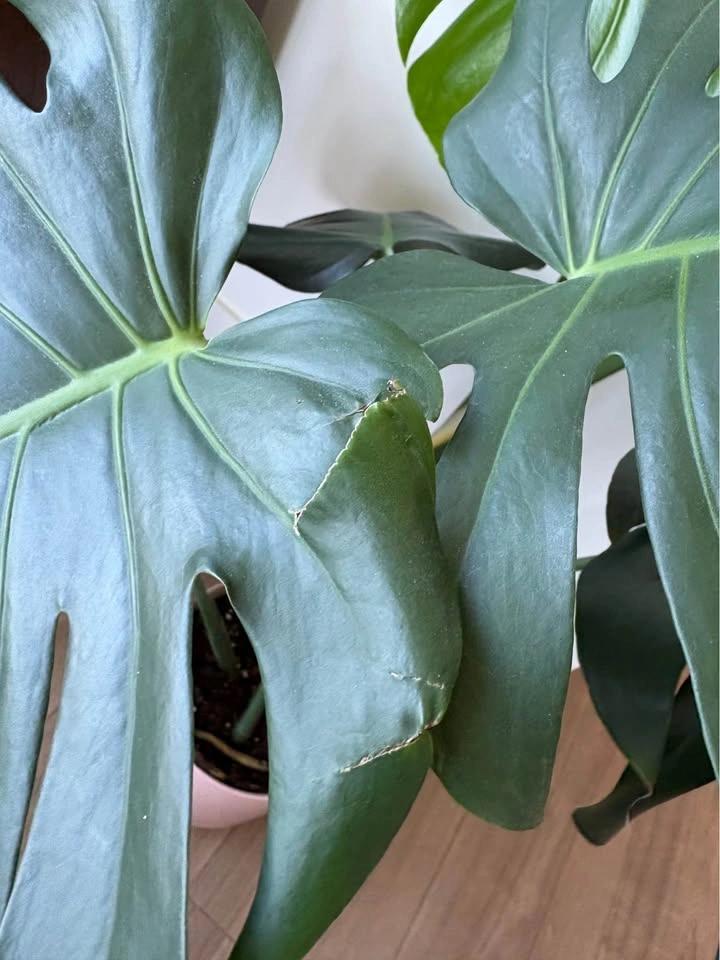 Monstera Deliciosa with Pink Pot - photo 5