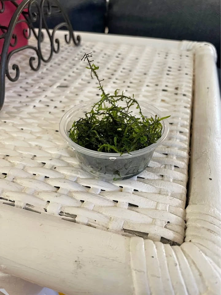JAVA MOSS!! + duckweed