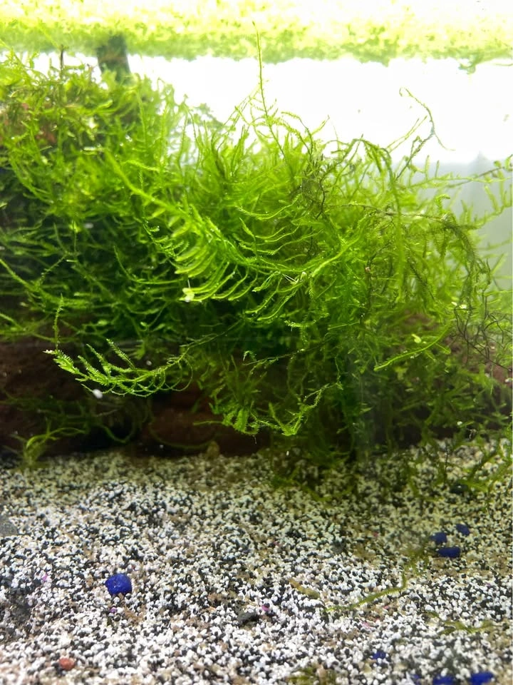 JAVA MOSS!! + duckweed - photo 2