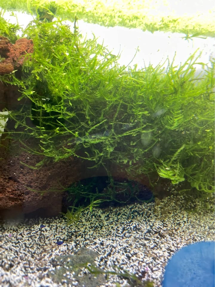 JAVA MOSS!! + duckweed - photo 3